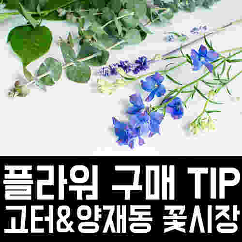 꽃시장 정보와 구매 TIP