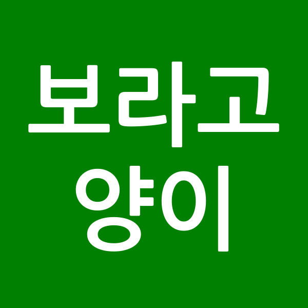 보라고양이