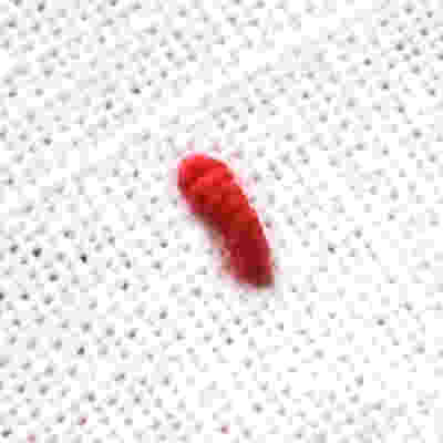 불리온 스티치 [Bullion Stitch]