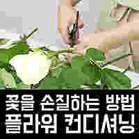 꽃 손질하는 방법